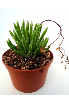 DUBLEIA C-20 (25cm)...