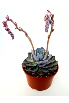 ECHEVERIA ANS C-20 (25cm)...