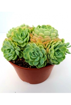 ECHEVERIA ELEGANCE C-20...