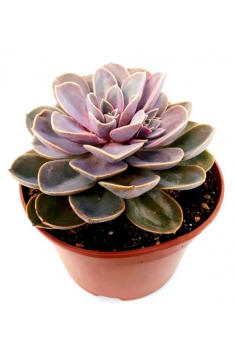 B-ECHEVERIA NURENBERG C-20...