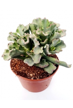 KALANCHOE CORAL C-20 (25cm)...