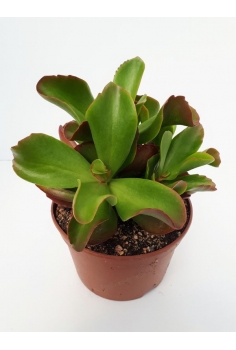 KALANCHOE FOSFO C-20 (25cm)...