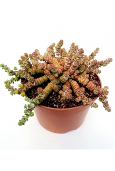 MESSEM OCTOPUS C-20 (15cm)...