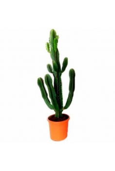 EUPHROBIA RAMIFICADA 15L...