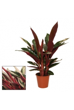CALATHEA TRIOSTAR C-19...