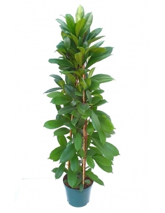 FICUS CYATHISTIPULA C-23...