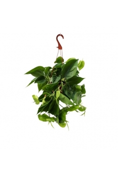 A-POTHOS SCANDER C-15...