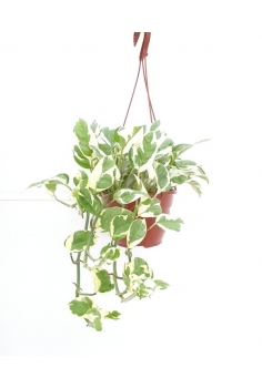 POTHOS N´JOY COLGADOR C-15...