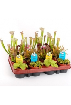 CARNIVORA MIX C-9...