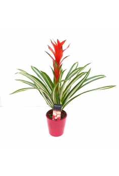 GUZMANIA CERÁMICA BANDERA...