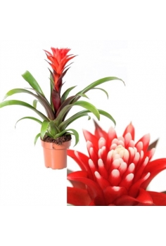 GUZMANIA HOPE C-12 (alt:...