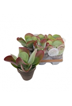 KALANCHOE THYRSIFLORA...