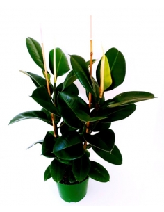 FICUS ABIDJAN C-25 (alt:...