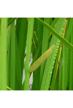 ACORUS CALAMUS 1L...