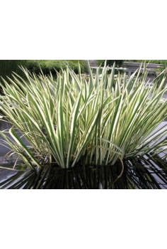 ACORUS CALAMUS VARIEGATUS...