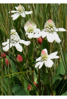 ANEMOPSIS CALIFORMICA 1L...