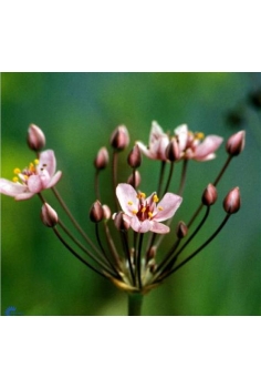 BOTUMUS UMBELLATUS 1L...