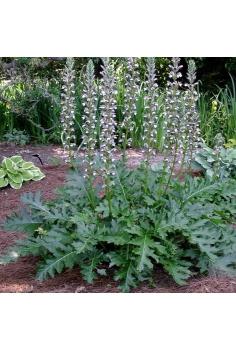 ACANTHUS MOLI 1L (sombra)...