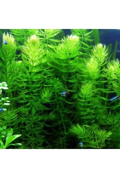 CERATOPHILLIUM C-5...