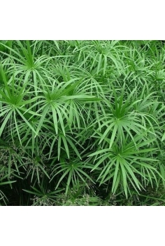 CYPERUS alternifolius 1L...