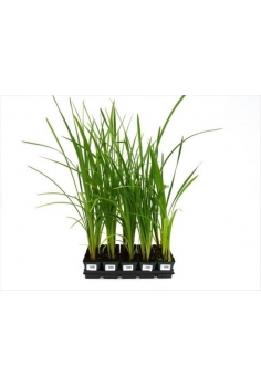 ESPARGANIUM erectum 1L