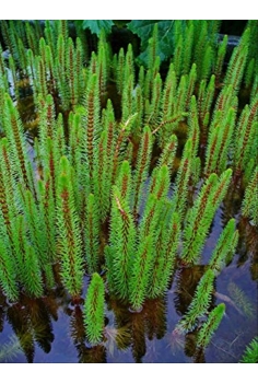 HIPPURIS vulgaris 1L