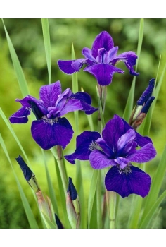 IRIS sibirica 1L...