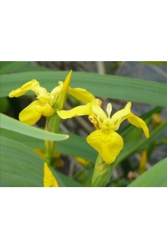 IRIS pseudoachorus 1L...
