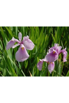 IRIS laevigata 1L