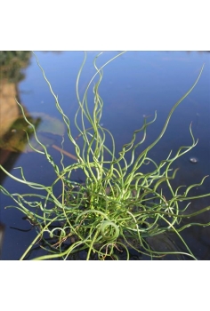 JUNCOS espiralis 1L...