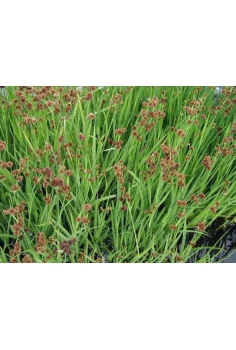 JUNCOS inflexus 1L...