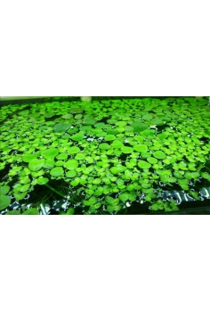 LENTEJA de agua flotante...