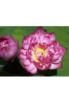 LOTUS momo botan 5L...