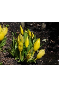 LYSICHITON americanus 1L