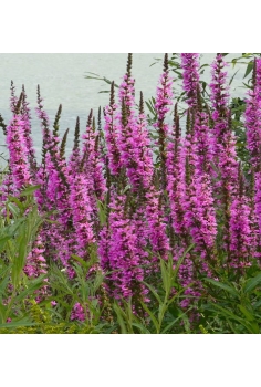 LITRUM salicaria 1L...