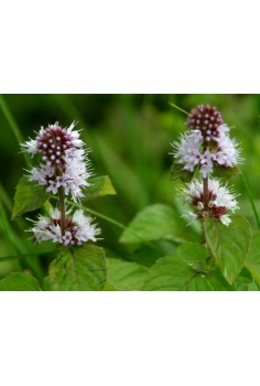 MENTHA aquatica 1L