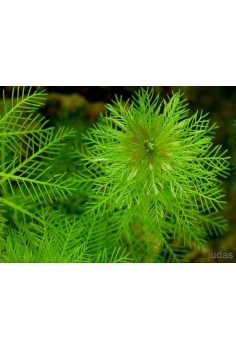 MIRIOPHILIUM C-5 (oxigenante)