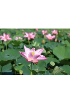NELUMBO nucifera 5L (flor...