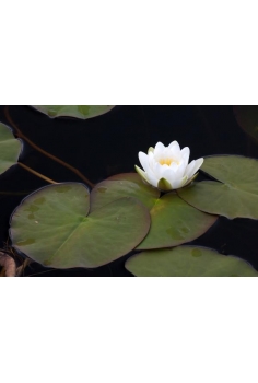 NIMPHEA alba blanca 2L...