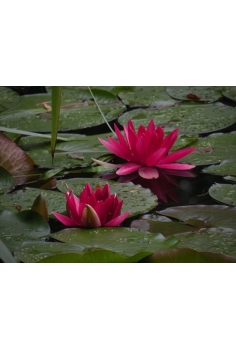 NIMPHAEA atraction roja 2L...