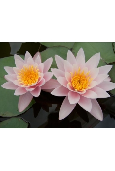NIMPHAEA carnea rosa 2L...