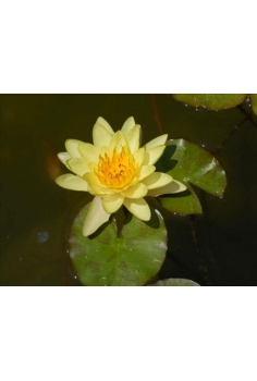 NIMPHAEA cromatella...