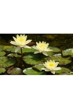 NIMPHAEA gladstoniana...