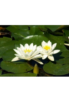 NIMPHAEA gladstoniana...