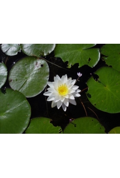 NIMPHAEA odorata alba 2L...