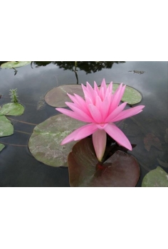 NIMPHAEA rosa arey 2L...