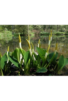 ORONTIUM aquaticum 1L...