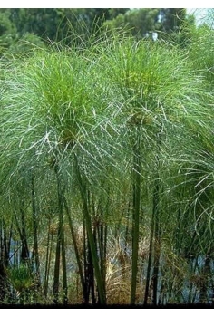 CYPERUS papyrus 5L...