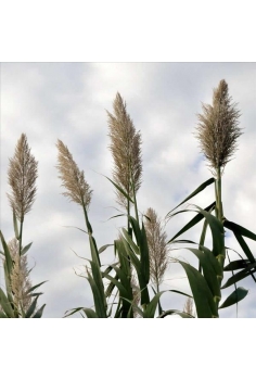 PHRAGMITESAU stralis 1L...