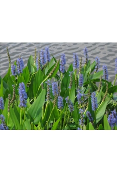 PONTIDERIA cordata 1L...